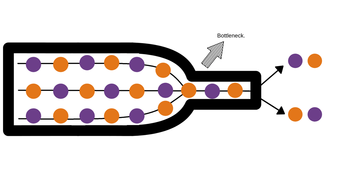 Bottleneck Effect Definition Example Video Lesson